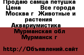 Продаю самца петушка › Цена ­ 700 - Все города, Москва г. Животные и растения » Аквариумистика   . Мурманская обл.,Мурманск г.